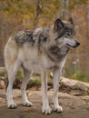 The Gray Wolf Ã¢â¬â Canis Lupus Royalty Free Stock Photo